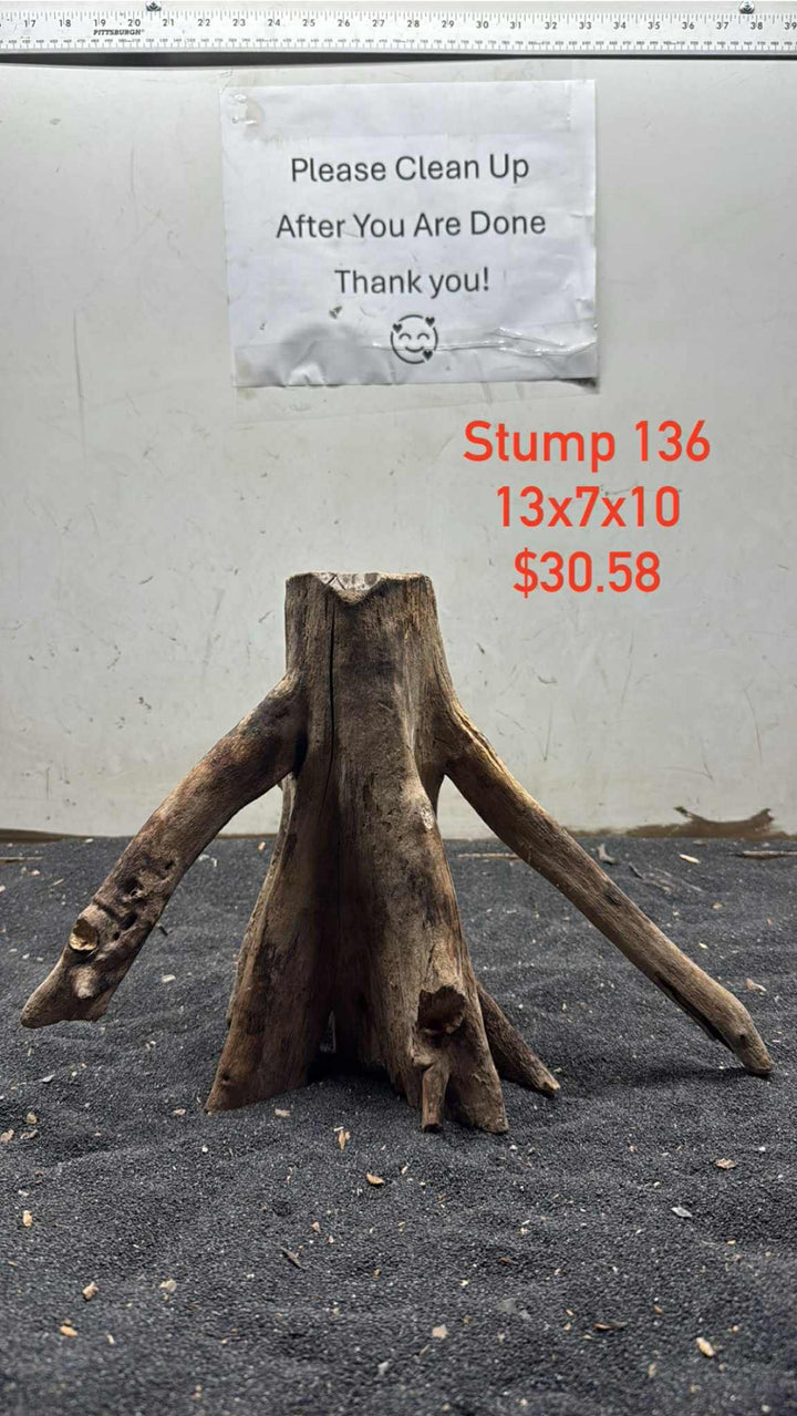 Mangrove Tree Stump 136