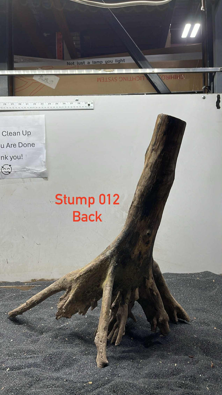 Mangrove Tree Trump 012