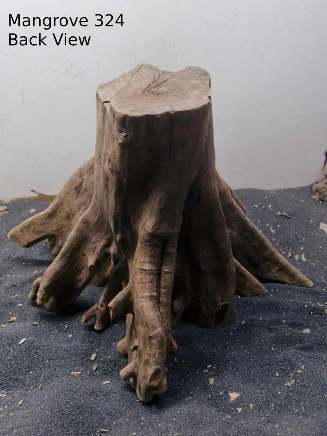 Mangrove Tree Stump 324