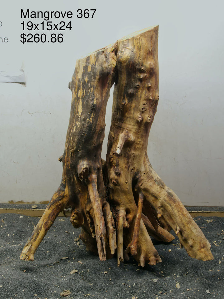 Mangrove Tree Stump 367