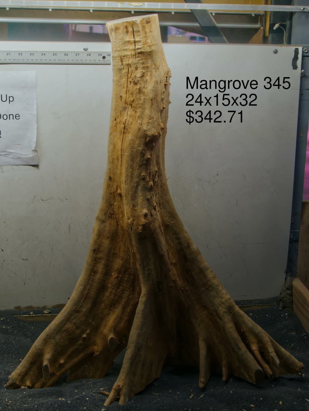 Mangrove Tree Stump 345