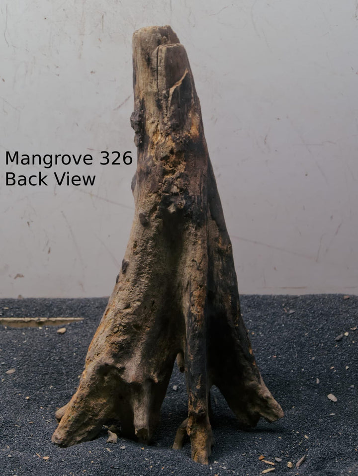 Mangrove Tree Stump 326