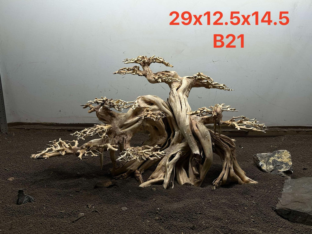 Bonsai Driftwood B21