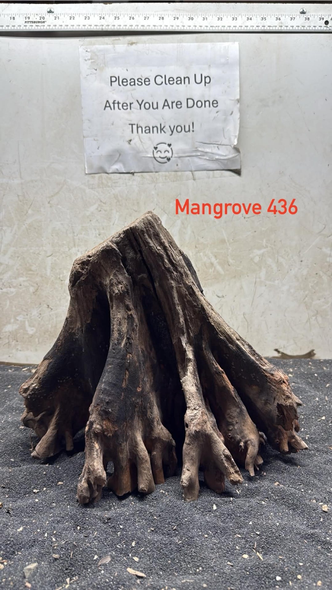 Mangrove Tree Stump 436