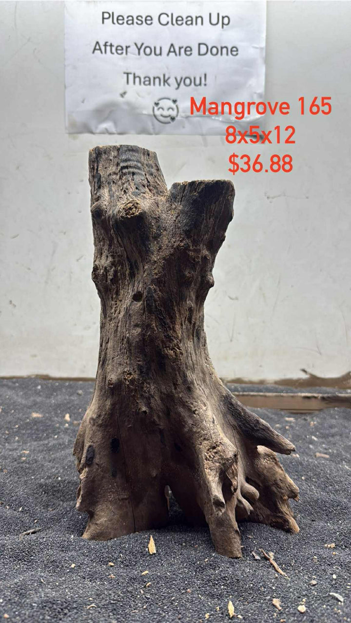 Mangrove Tree Stump 165