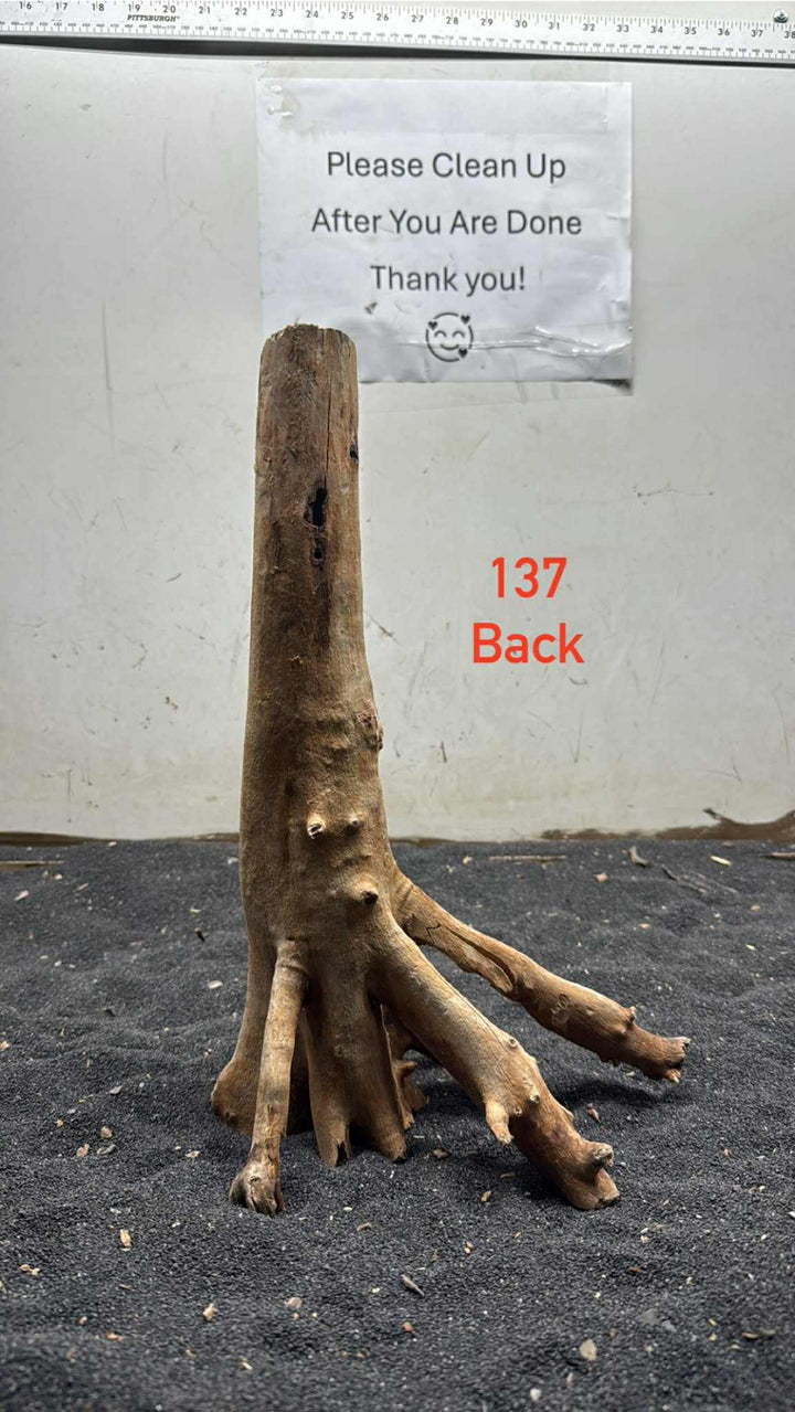 Mangrove Tree Stump 137