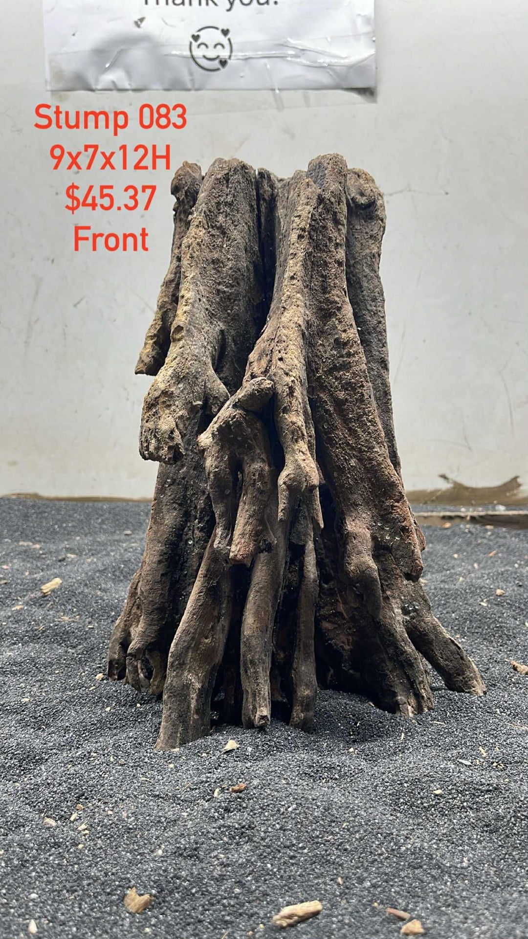 Mangrove Tree Stump 083