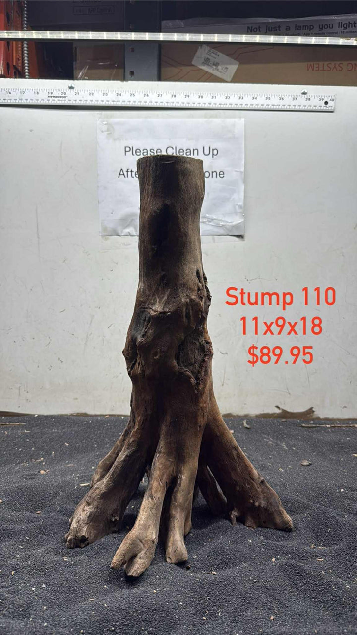 Mangrove Tree Stump 110