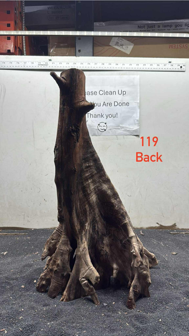 Mangrove Tree Stump 119