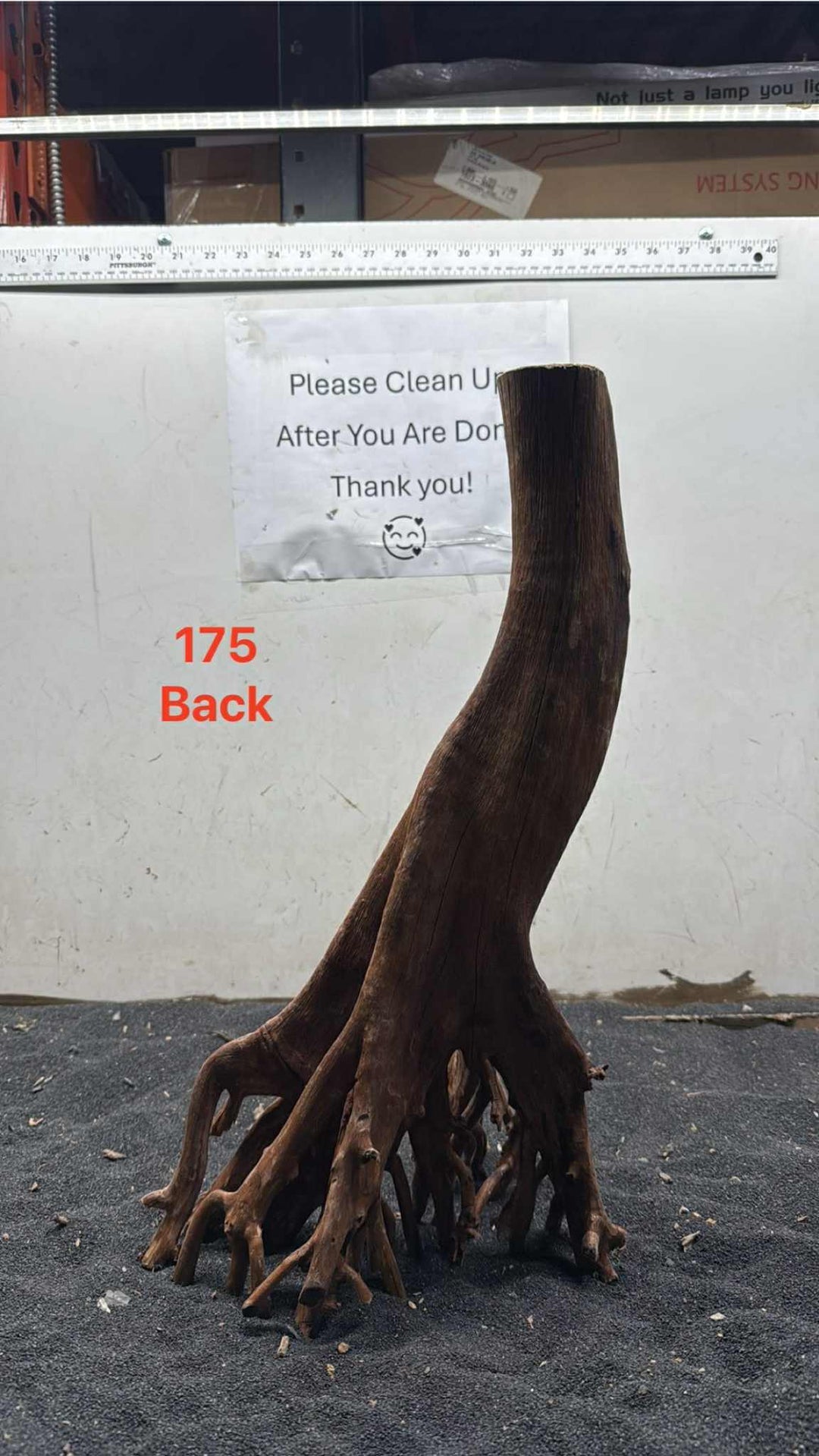 Mangrove Tree Stump 175