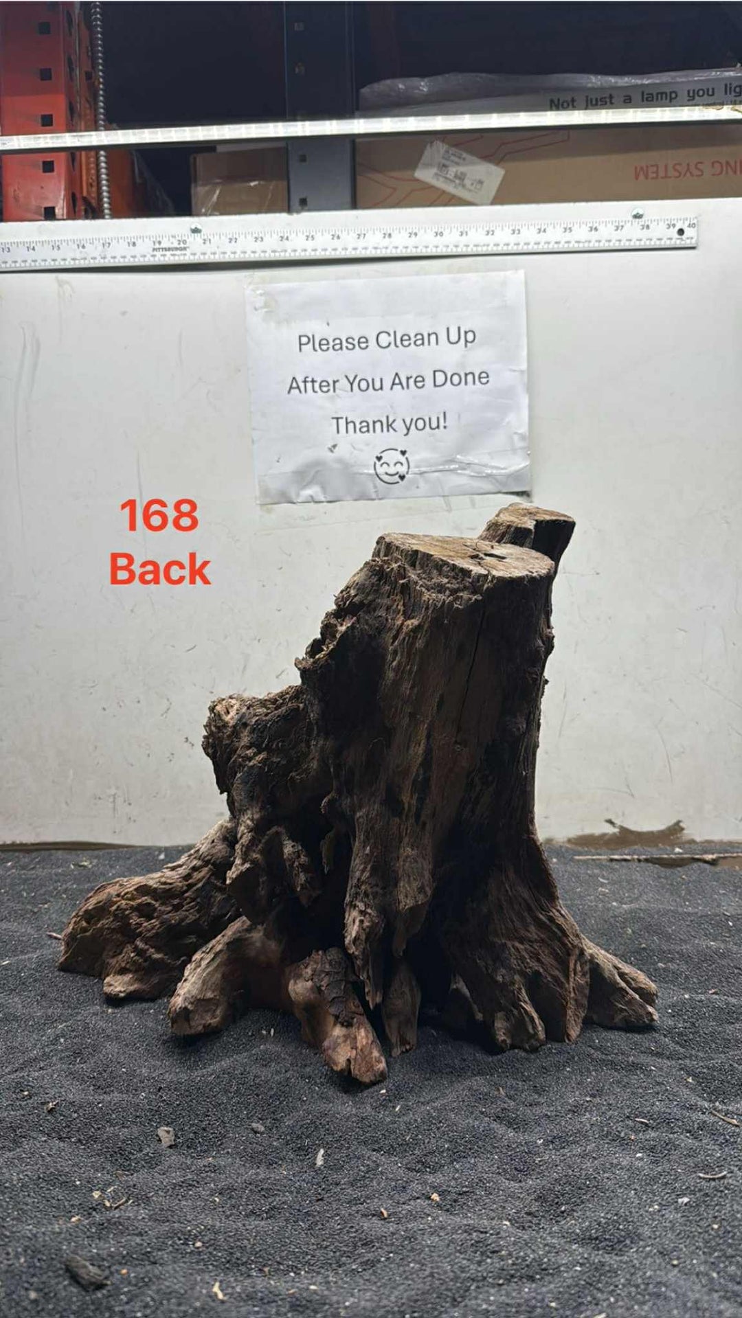 Mangrove Tree Stump 168