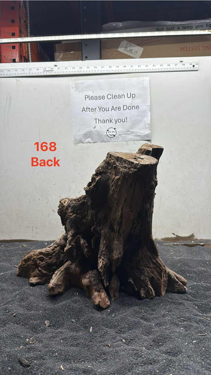 Mangrove Tree Stump 168