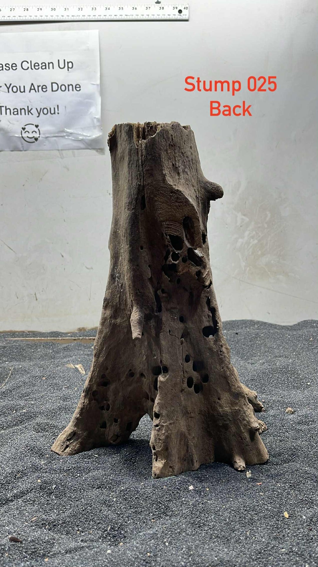 Mangrove Tree Trump 025