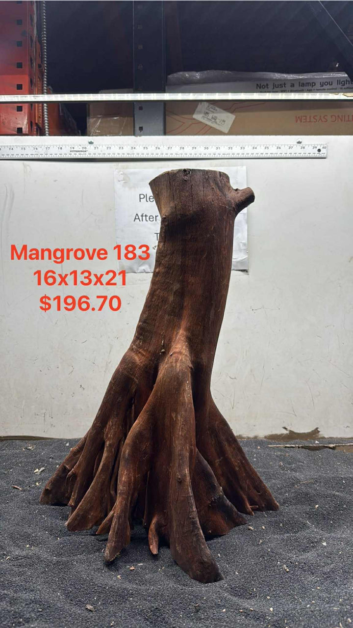 Mangrove Tree Stump 183