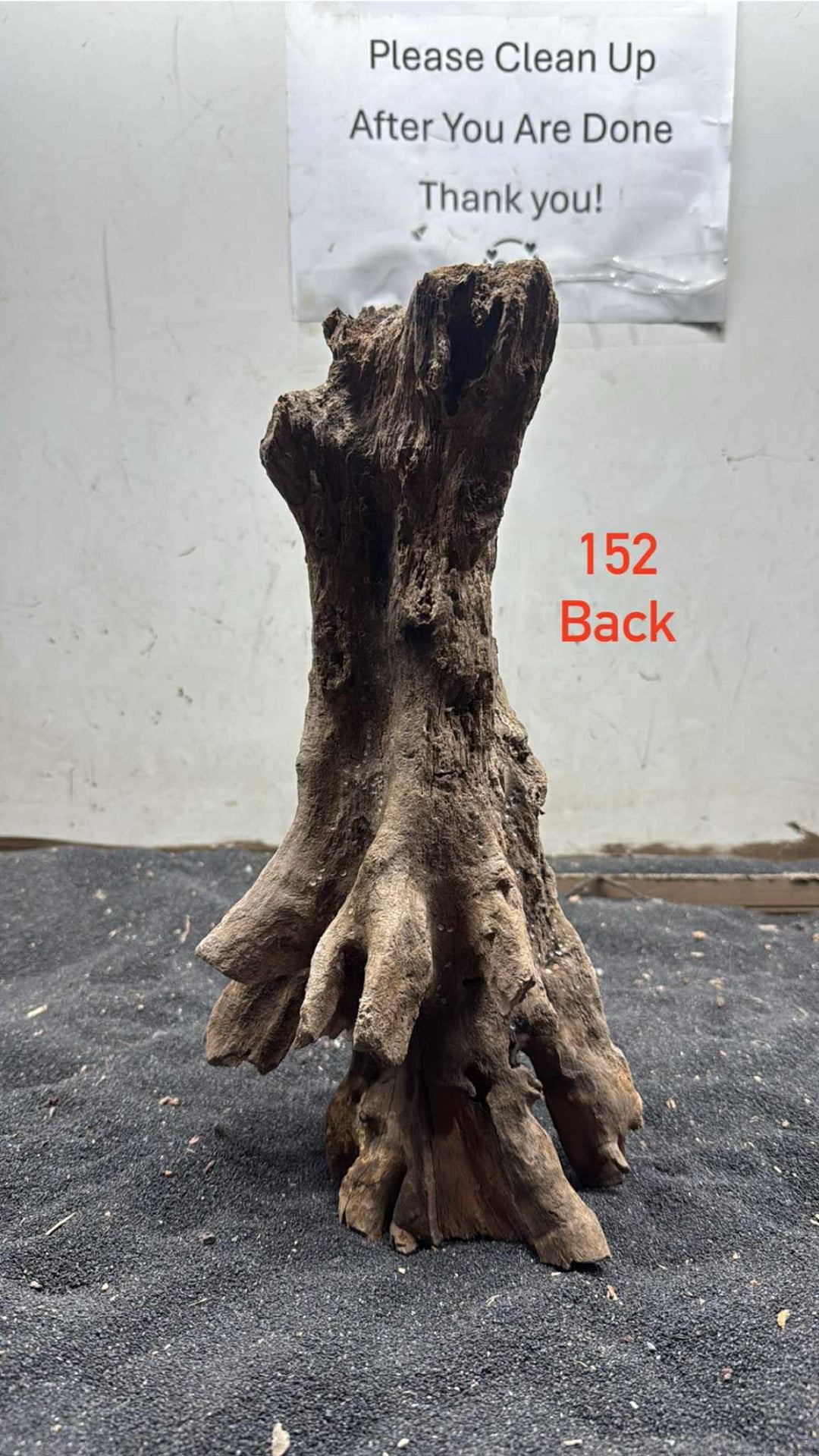 Mangrove Tree Stump 152