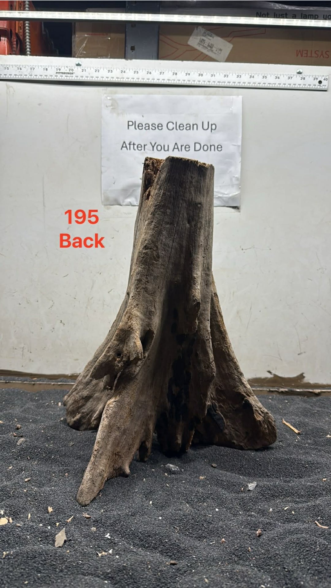 Mangrove Tree Stump 195