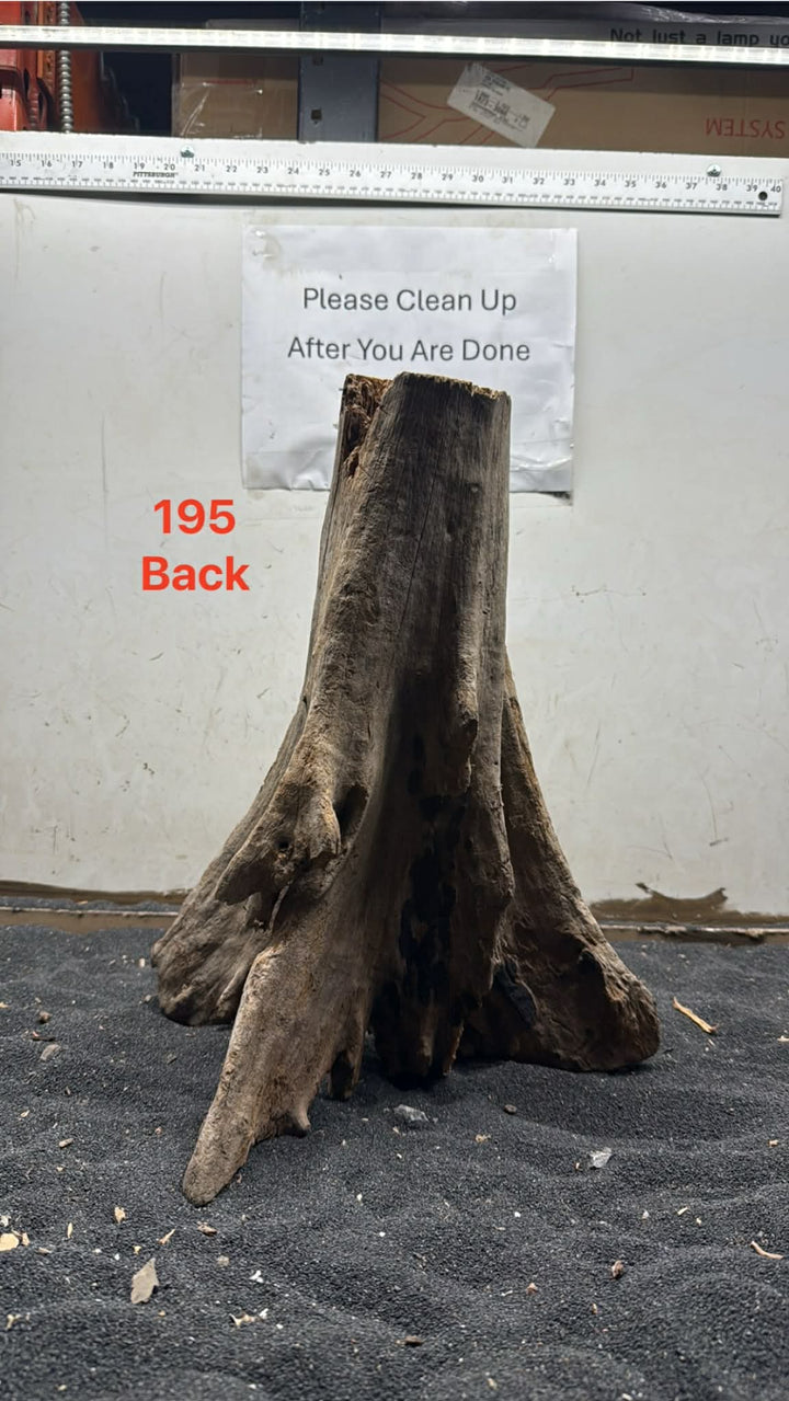 Mangrove Tree Stump 195