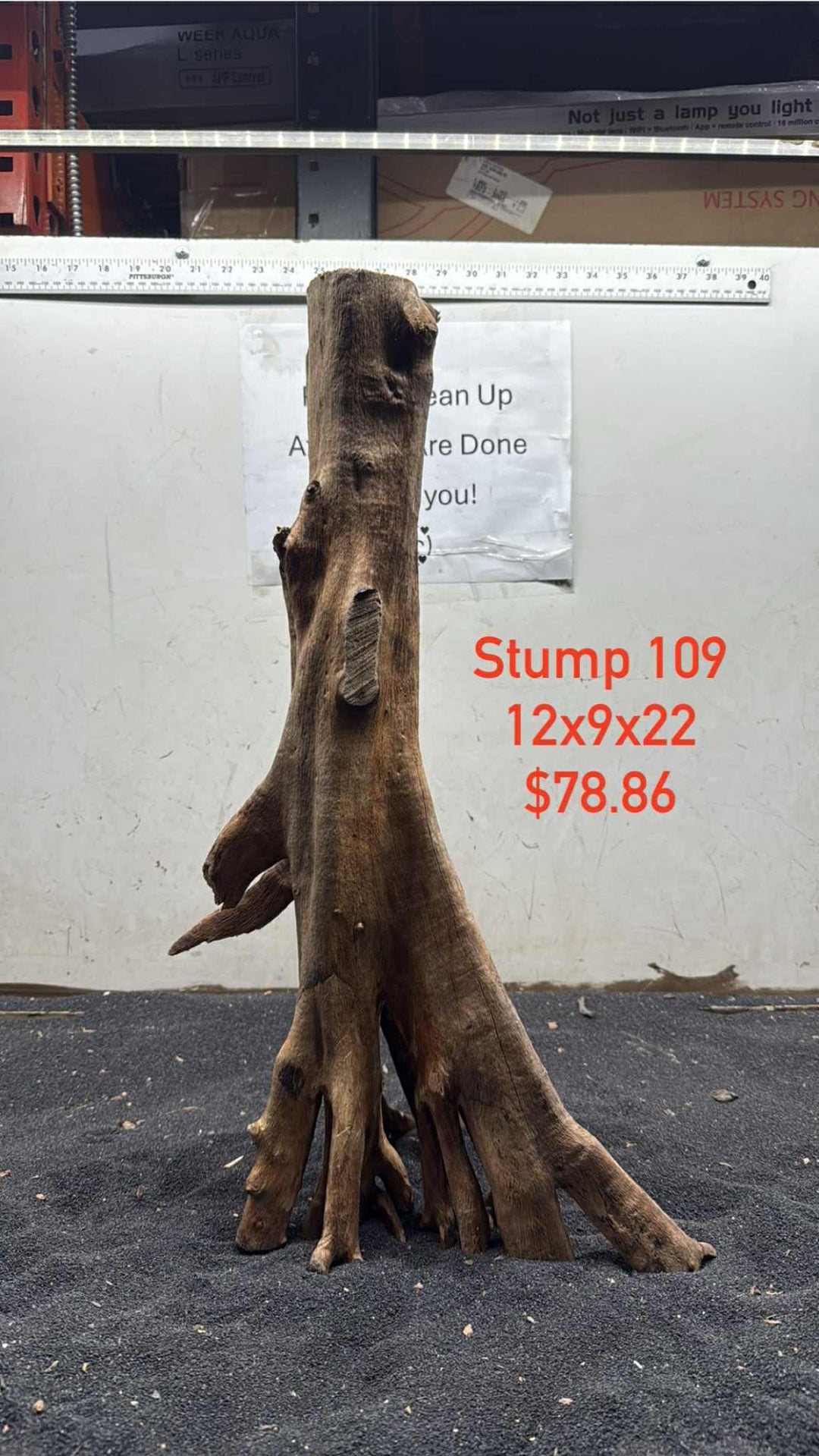 Mangrove Tree Stump 109