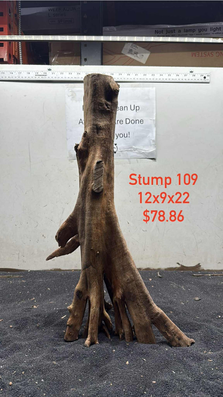 Mangrove Tree Stump 109