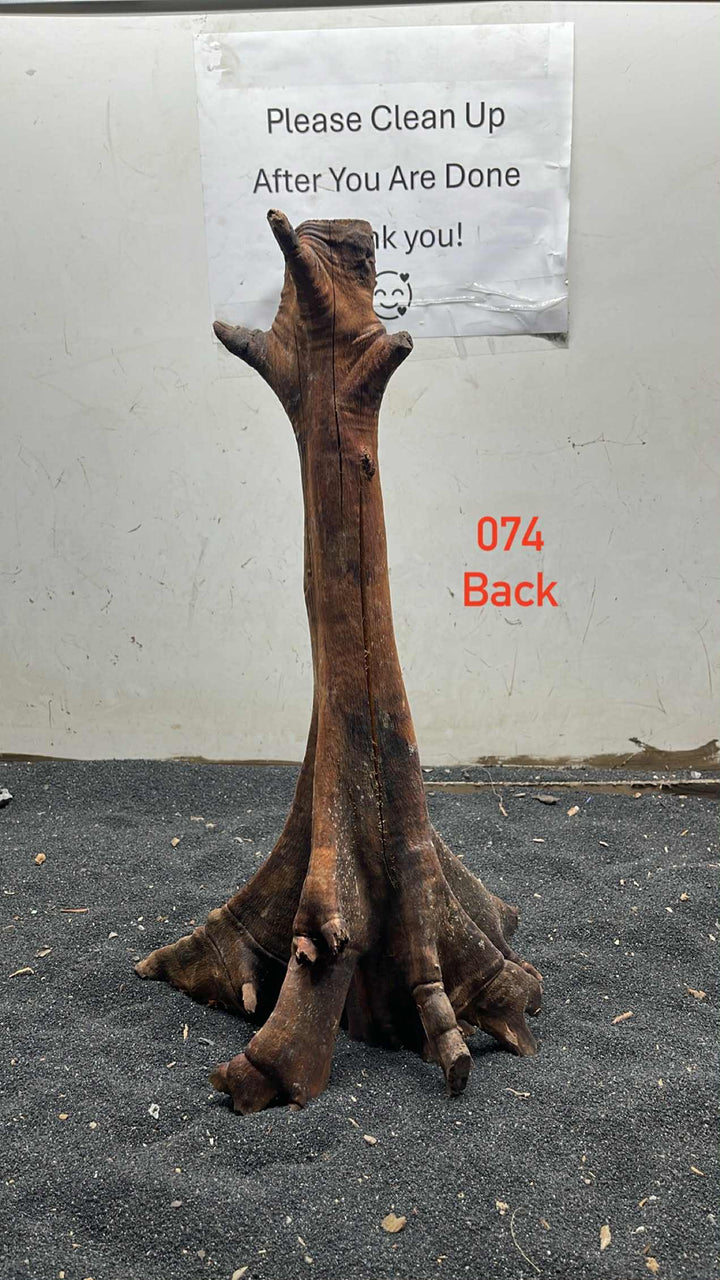 Mangrove Tree Stump 074