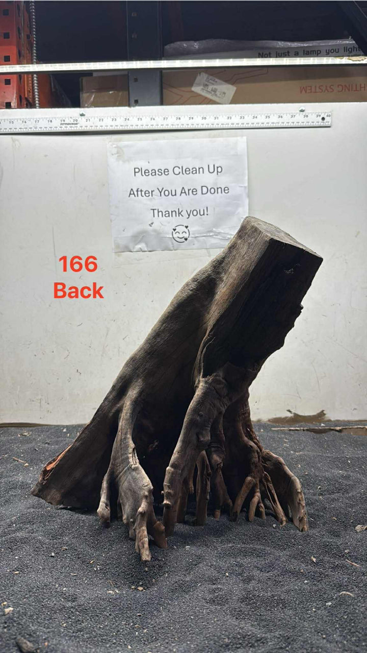 Mangrove Tree Stump 166