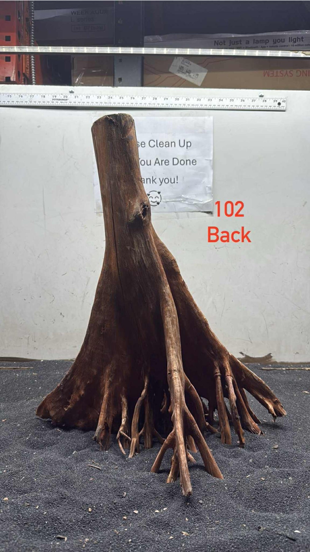 Mangrove Tree Stump 102