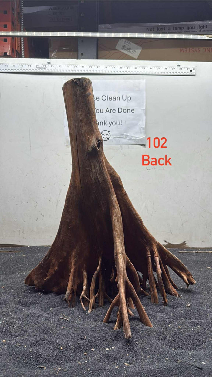 Mangrove Tree Stump 102