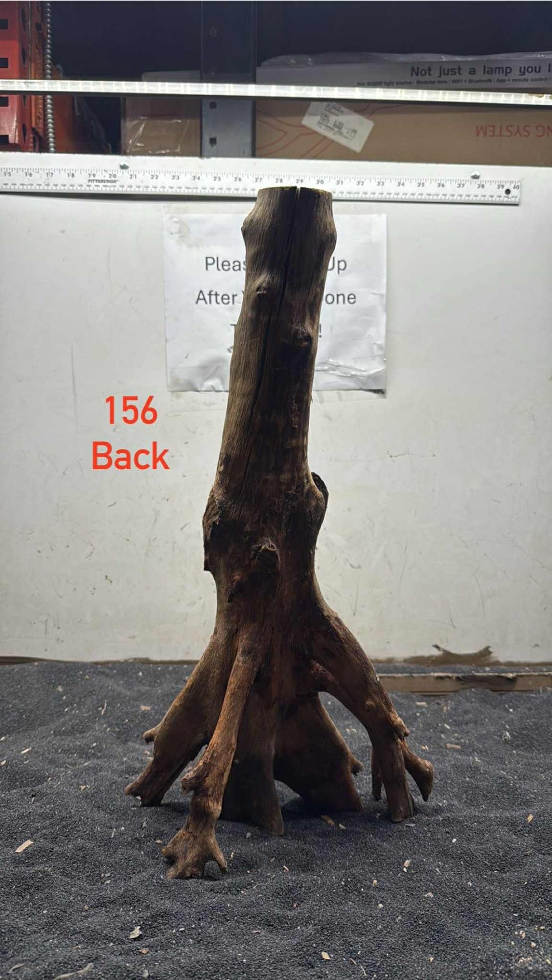 Mangrove Tree Stump 156