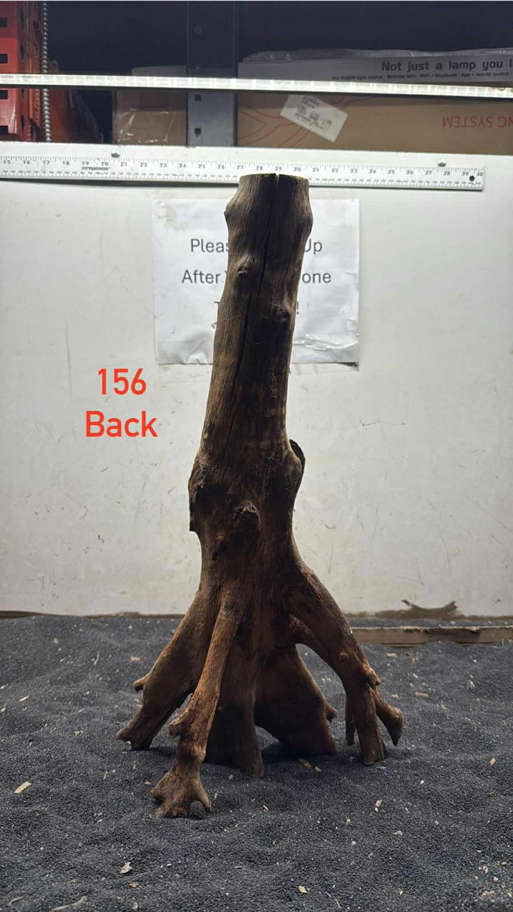 Mangrove Tree Stump 156