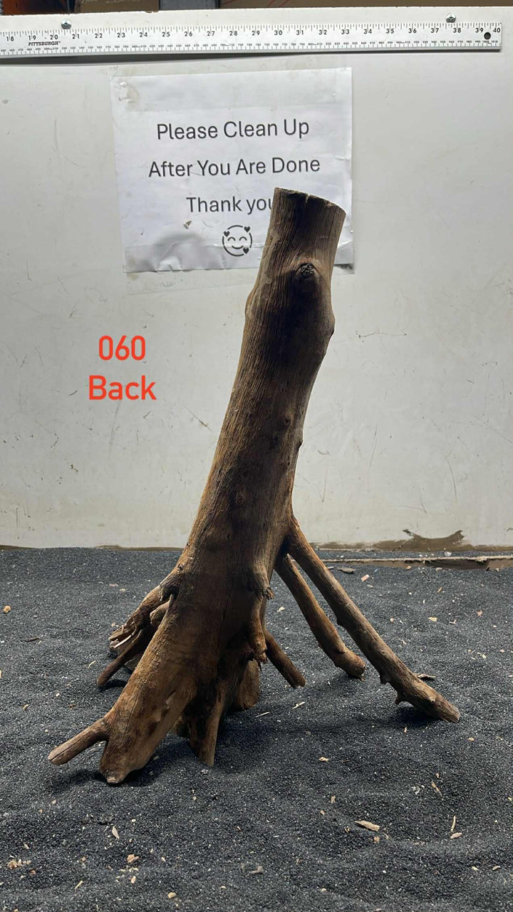 Mangrove Tree Stump 060