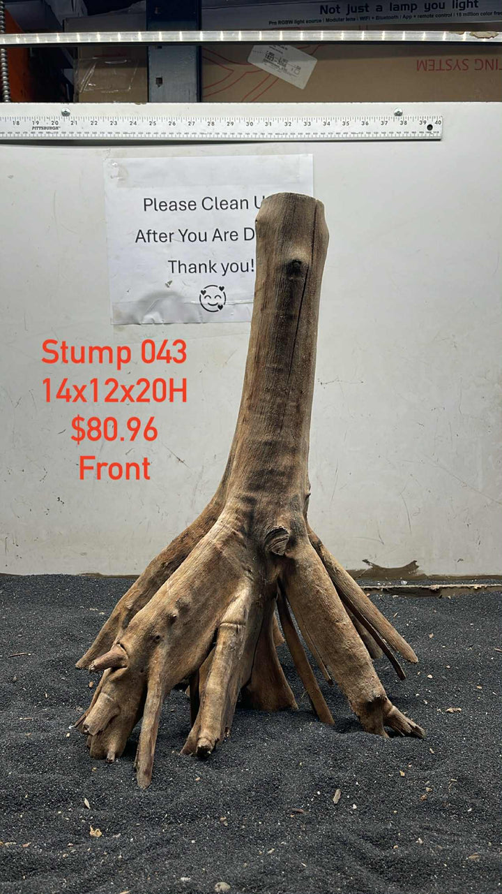 Mangrove Tree Stump 043