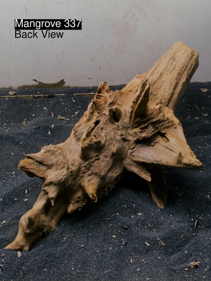 Mangrove Tree Stump 337