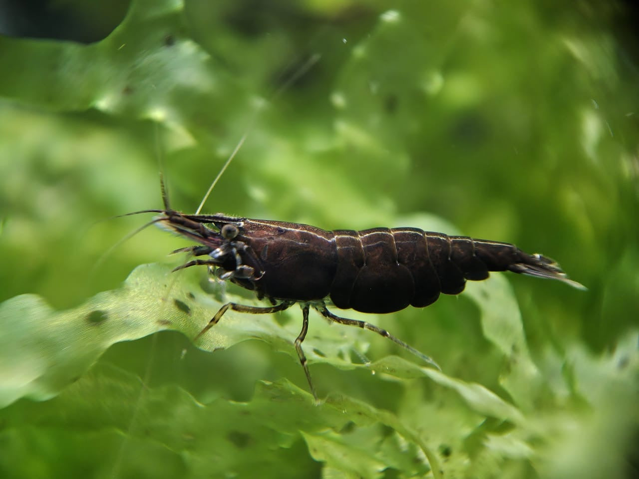 Black Rose - Chocolate Shrimp – Aqua Rocks Colorado