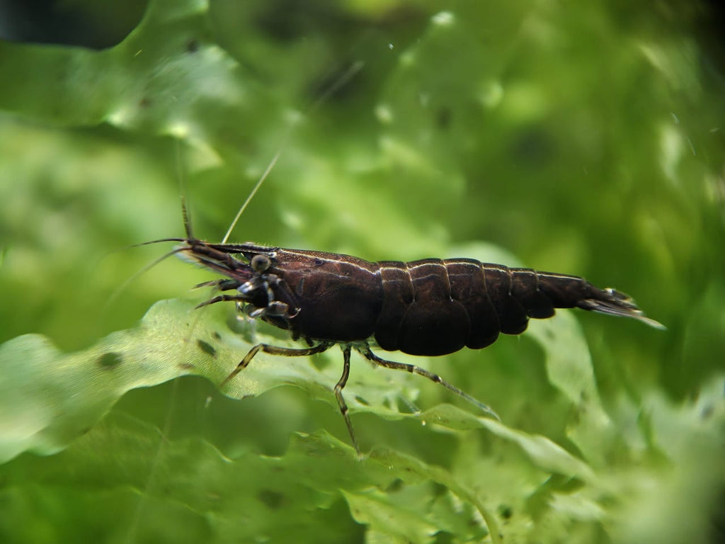 10+2 Black Freshwater Neocaridina Aquarium Shrimp - Live Arrival Guarantee, Beginner Friendly