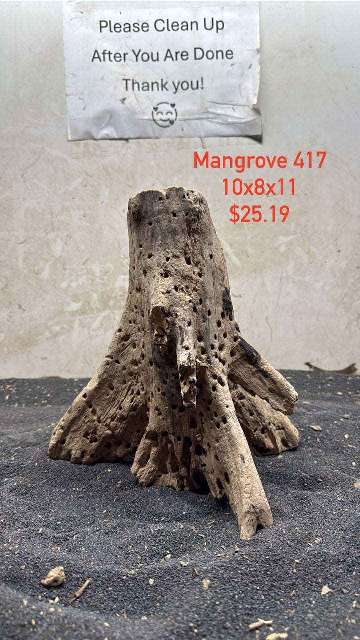 Mangrove Tree Stump 417