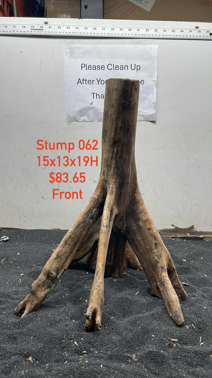 Mangrove Tree Stump 062