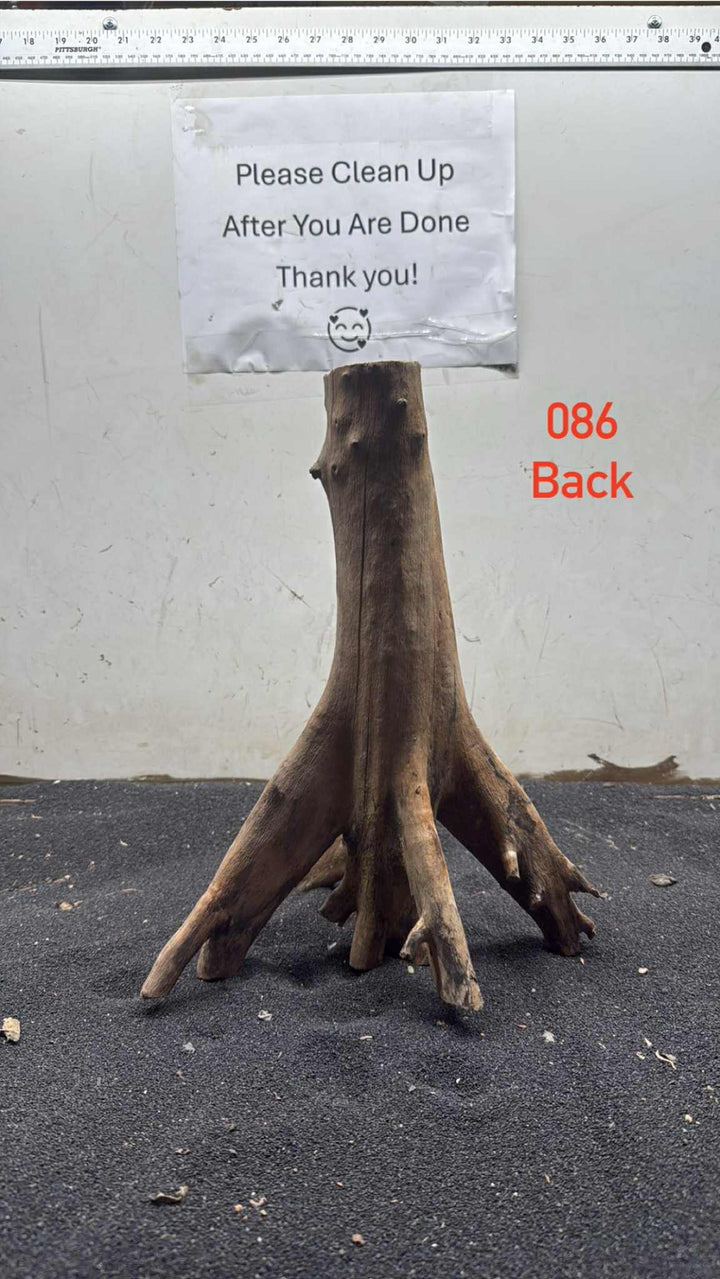 Mangrove Tree Stump 086
