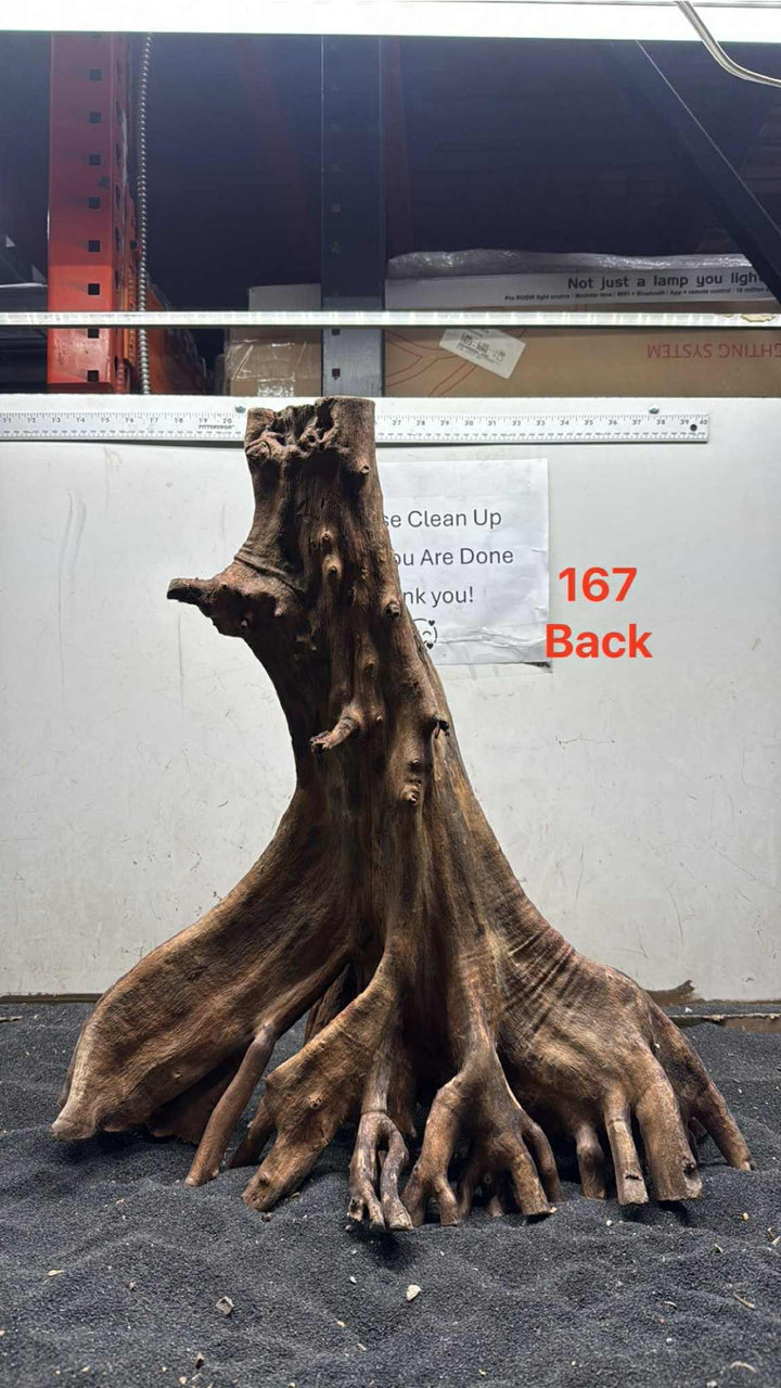 Mangrove Tree Stump 167