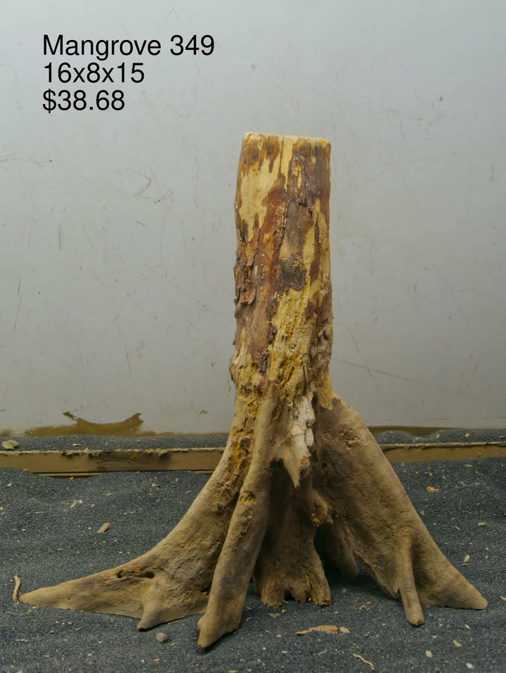 Mangrove Tree Stump 349