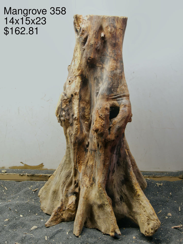 Mangrove Tree Stump 358