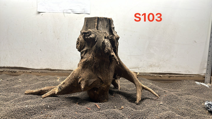 Malaysian Stump S103