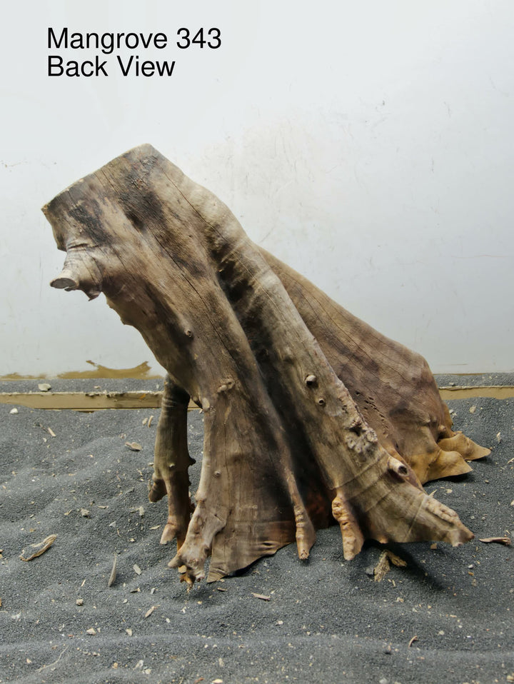 Mangrove Tree Stump 343