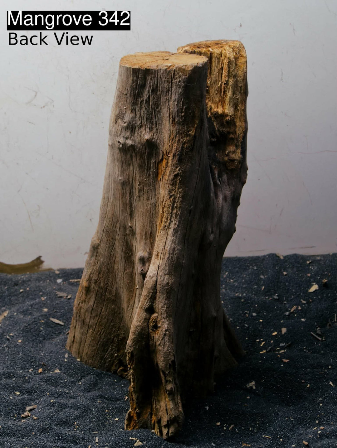 Mangrove Tree Stump 342