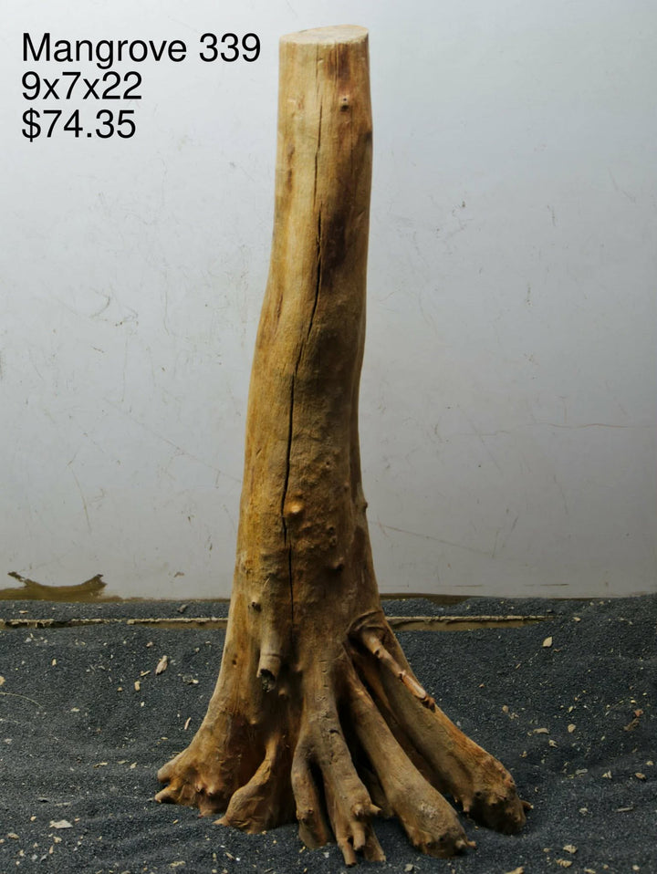 Mangrove Tree Stump 339