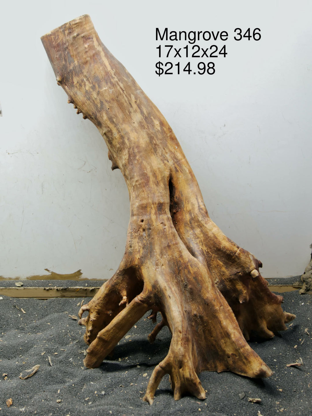 Mangrove Tree Stump 346