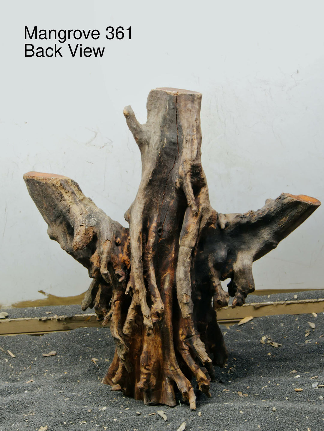 Mangrove Tree Stump 361