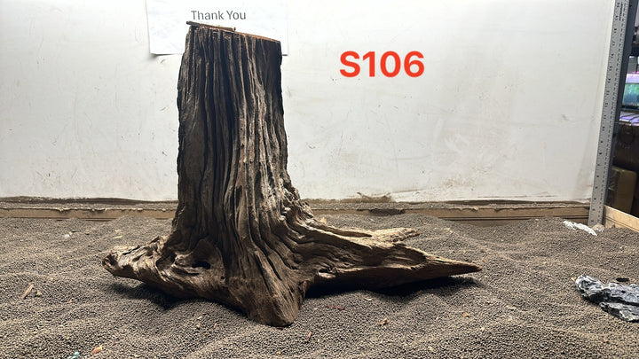Malaysian Stump S106