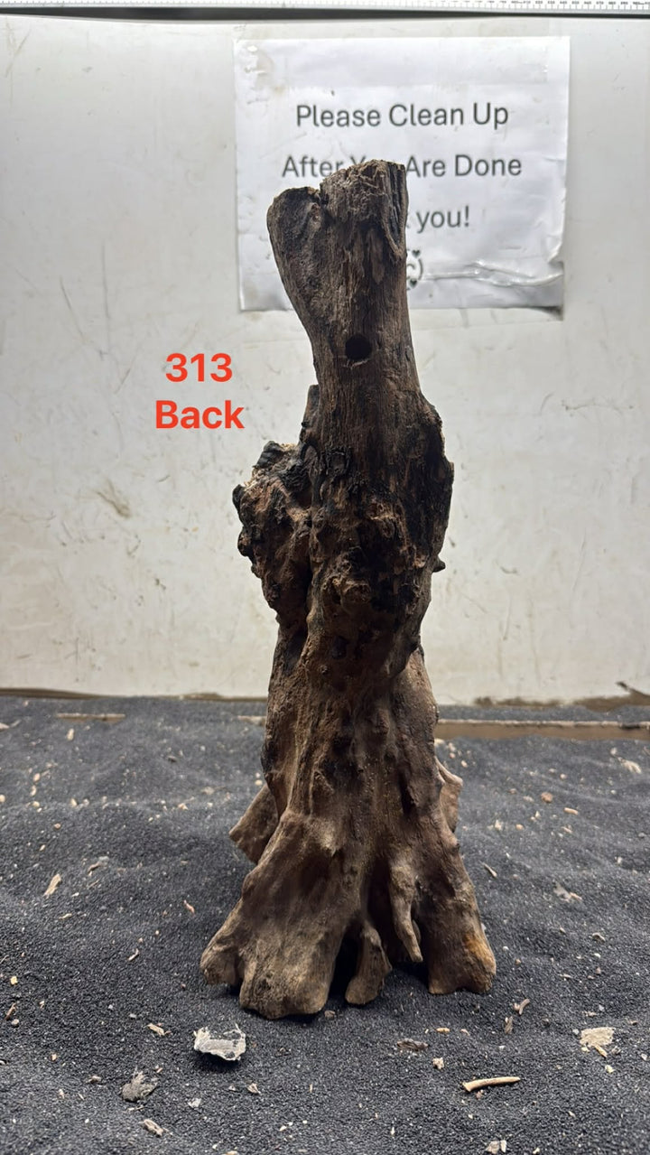 Mangrove Tree Stump 313