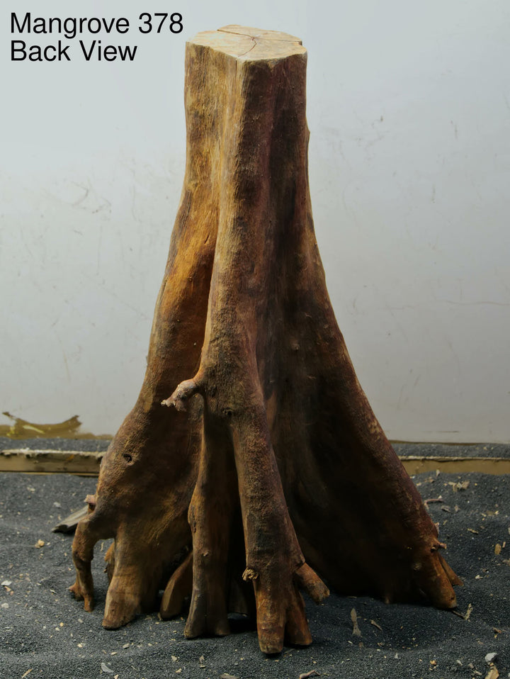 Mangrove Tree Stump 378