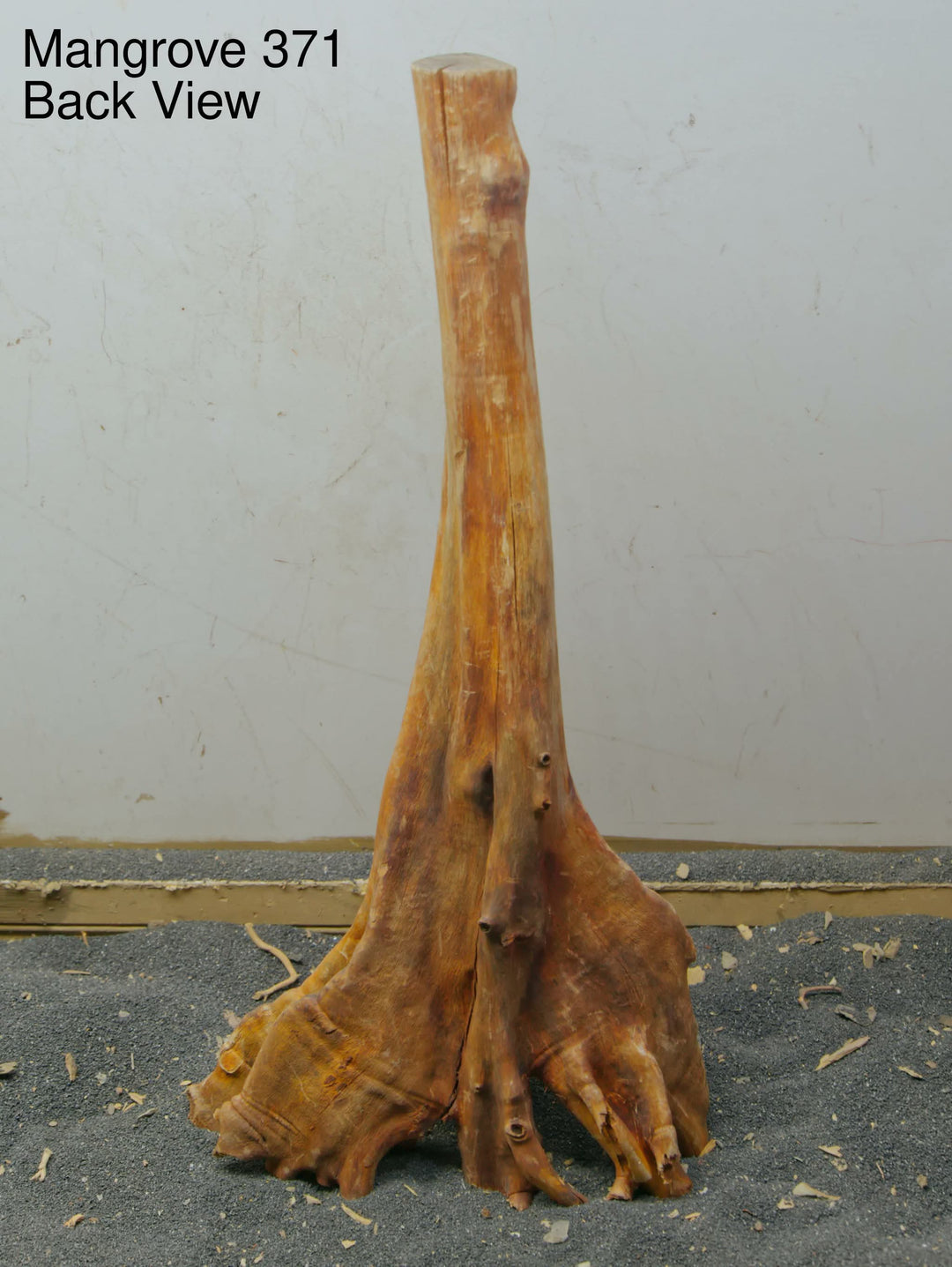 Mangrove Tree Stump 371